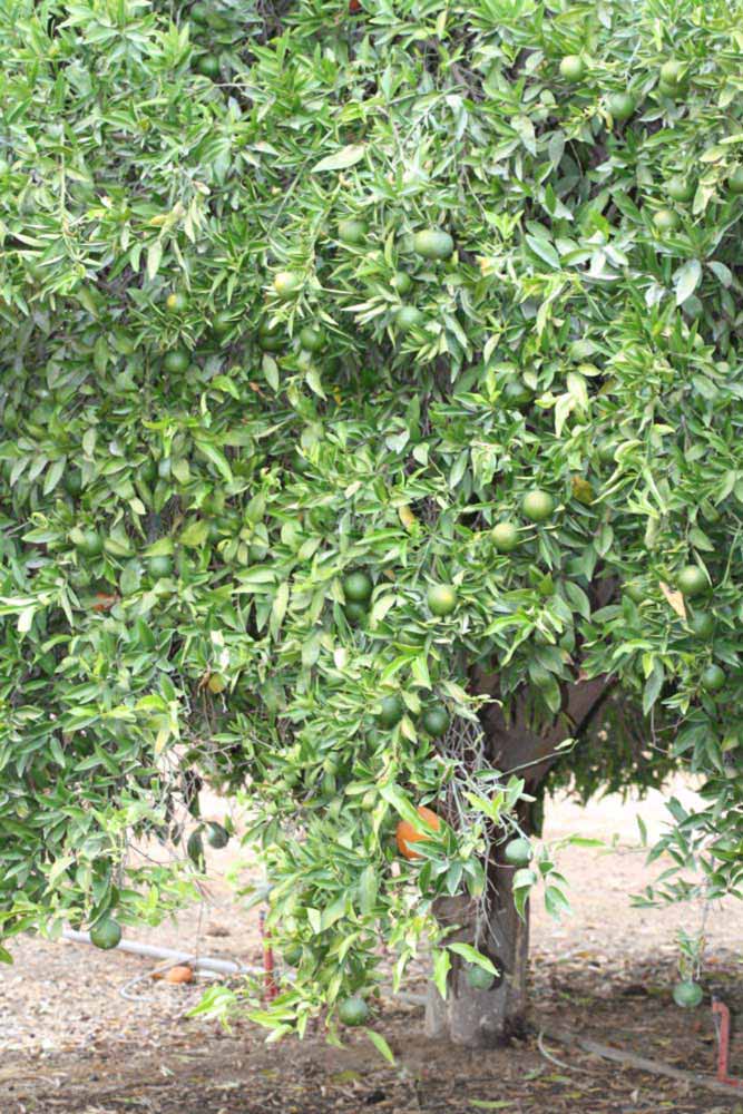            Habit (Riverside, CA)   